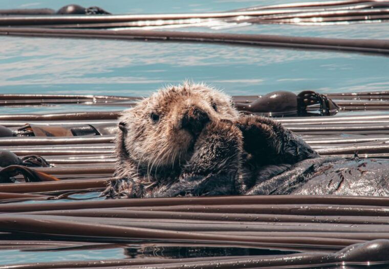 telegraph-cove-3-hour-whale-watching-tour-in-a-zodiac-boat