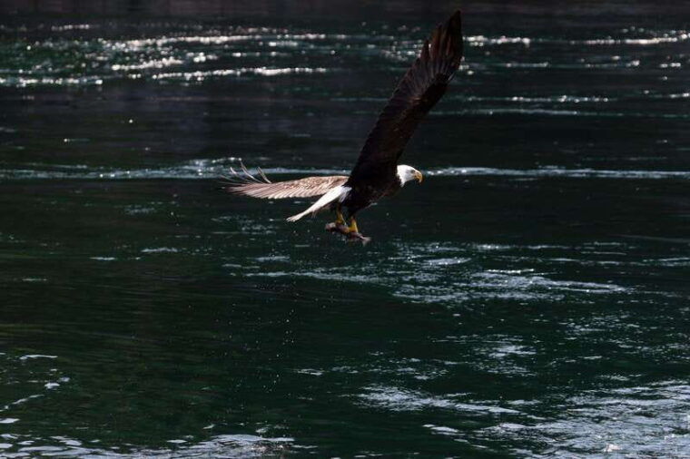 the-eagle-show-eagles-of-jimmy-judd
