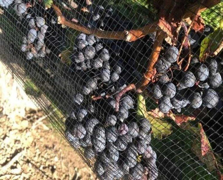 toronto-private-wine-tour-to-niagara-on-the-lake