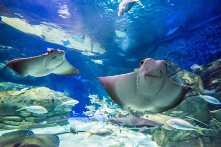 toronto-ripleys-aquarium-of-canada-entry-ticket