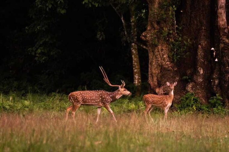 tower-night-stay-excursing-through-chitwan-national-park