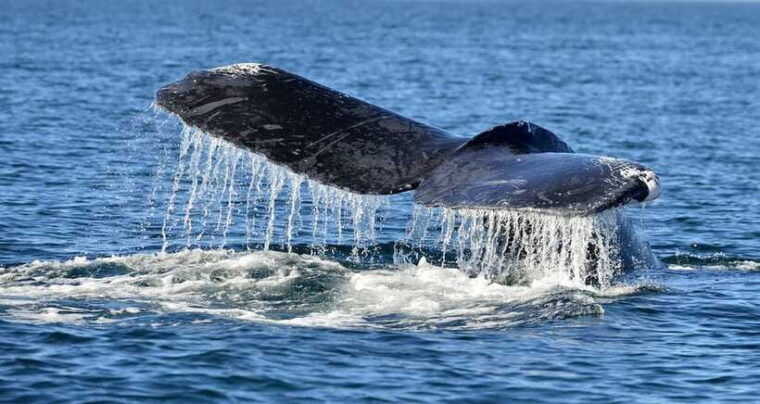 trincomalee-whale-and-dolphin-watching-tour