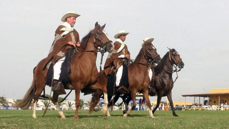 trujillo-show-of-peruvian-paso-horse-marinera-with-lunch