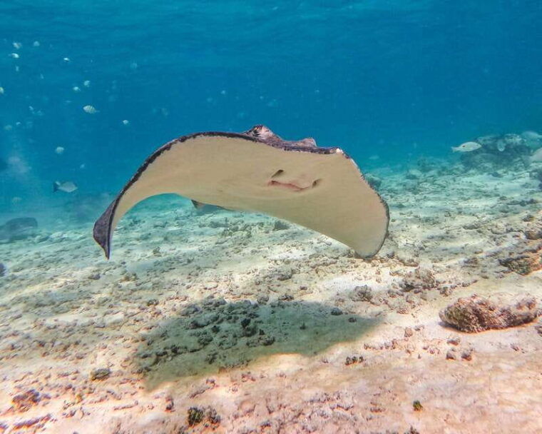 tulum-snorkeling-at-paradise-reef