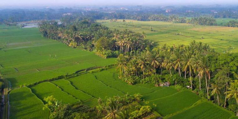ubud-romantic-dinner-among-the-rice-fields