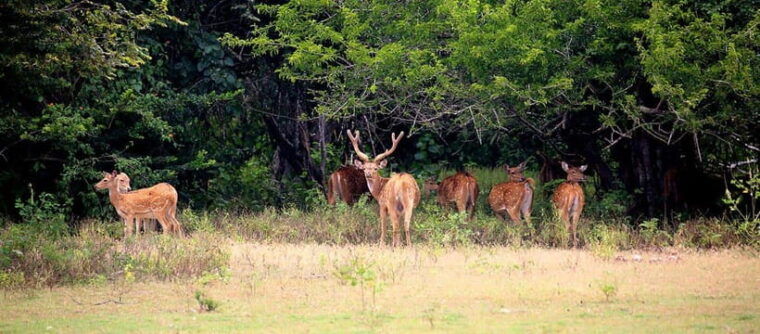 udawalawa-national-park-safari-elephant-transit-home-tour