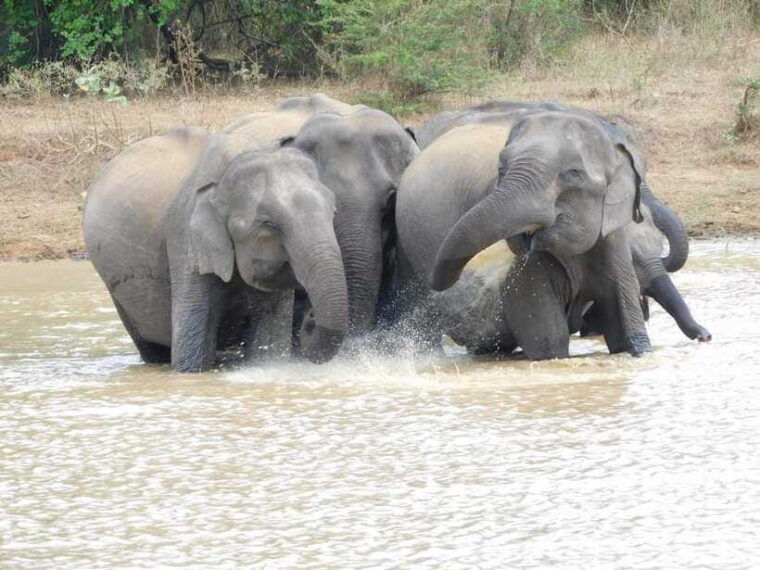 udawalawe-elephants-safari-tour-from-hambantota-port