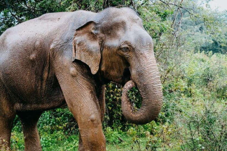 udawalawe-national-park-4-hour-safari-tour