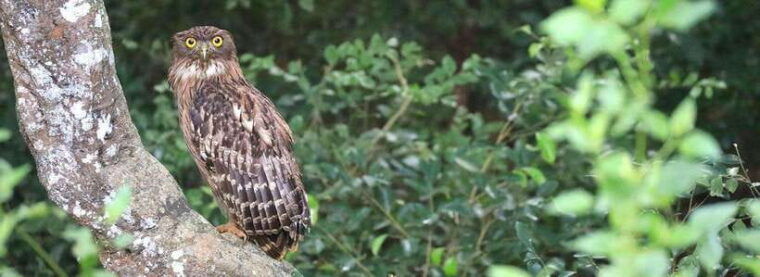 udawalawe-national-park-private-jeep-safari-from-colombo