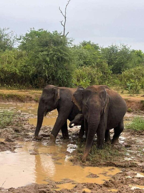 udawalawe-national-park-safari-adventure-privet-tour
