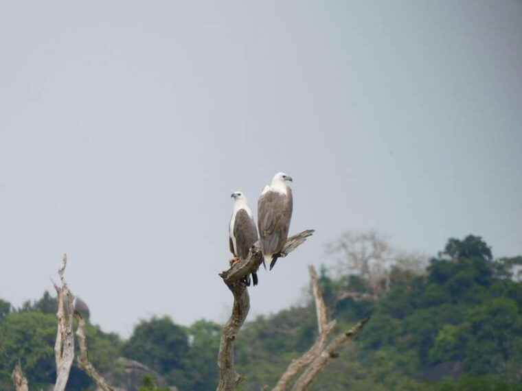 udawalawe-national-park-safari-tour-from-tissamaharama-yala