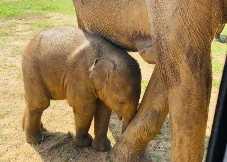 udawalawe-national-park-safari-with-experienced-driver-2