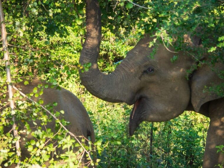udawalawe-safari-private-tour-%f0%9f%90%98