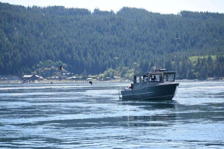 vancouver-island-campbell-river-whales-wildlife-adventure