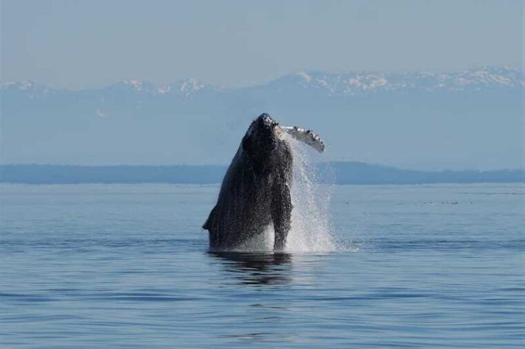 vancouver-island-spring-bears-and-whales-full-day-tour
