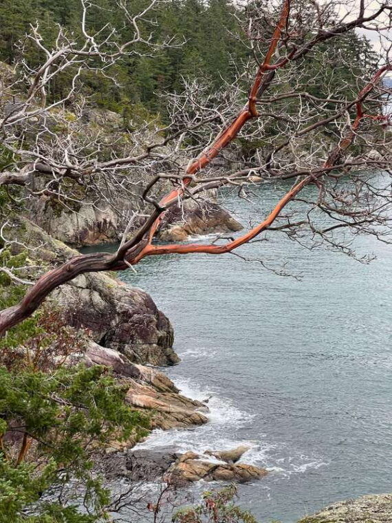 vancouver-lighthouse-park-hike