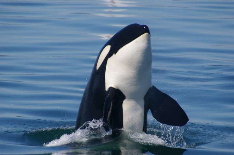 vancouver-seaplane-to-victoria-and-whale-watching-day-trip