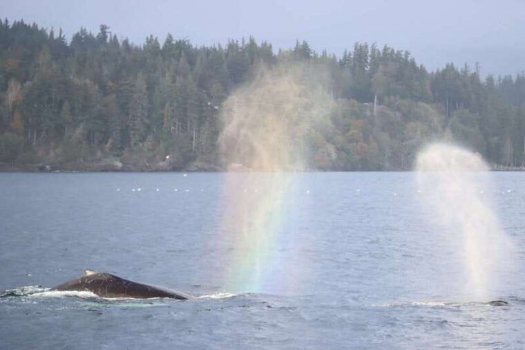 vancouver-whale-watching-safari