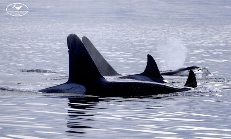 victoria-bc-marine-wildlife-whale-watch-tour