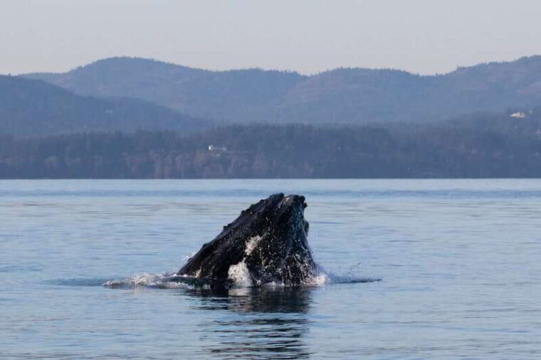 victoria-covered-whale-watching-adventure-with-free-photos