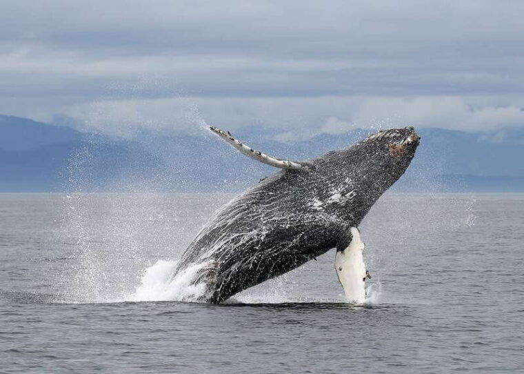 victoria-guided-wildlife-watching-tour-by-catamaran