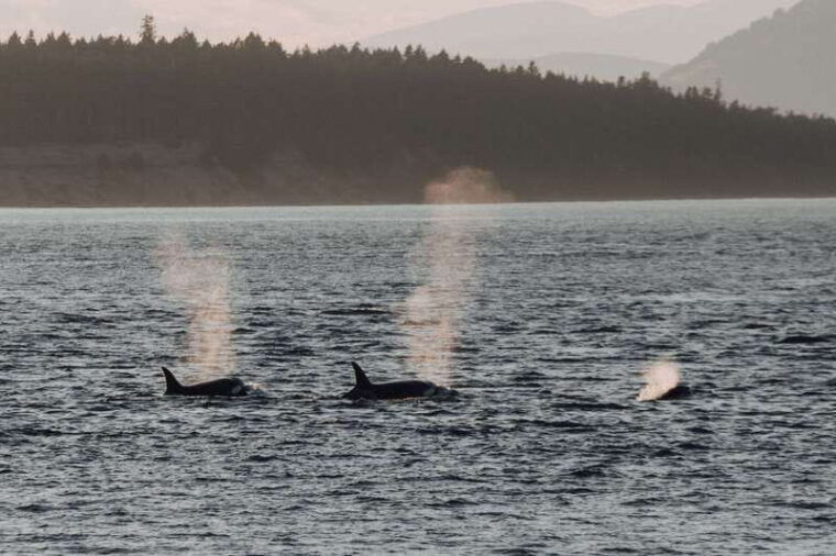victoria-morning-whale-watching-tour-in-scarab-boat