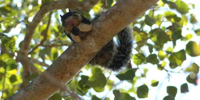 west-coast-beach-river-mangroves-lagoon-wildlife-boat-tour
