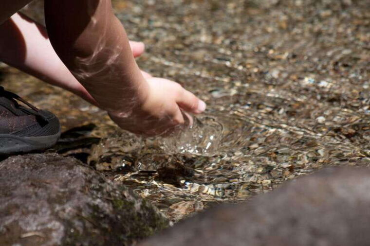 whistler-forest-walk-tour-for-families