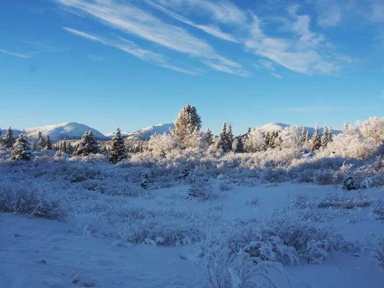 whitehorse-half-day-snowshoeing-tour