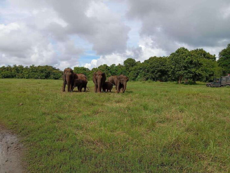 wildlife-experience-at-minneriya-national-park-safari