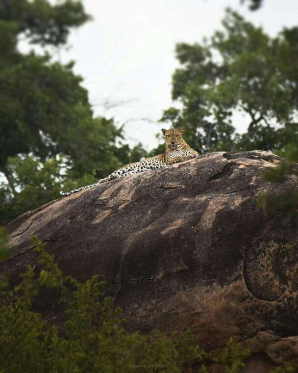 wilpattu-leopard-trails-sri-lanka-4wd-safari-with-guide