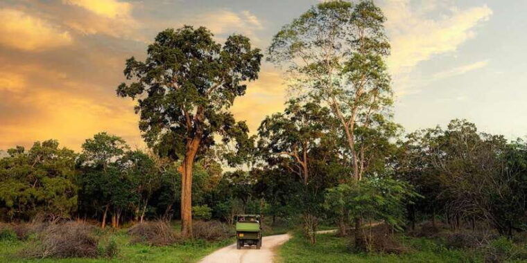 wilpattu-national-park-full-day-safari-0600am-1800pm