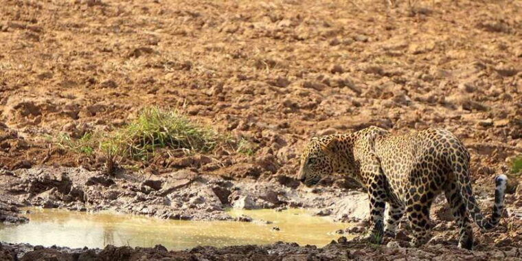 wilpattu-national-park-morning-or-afternoon-safari-3