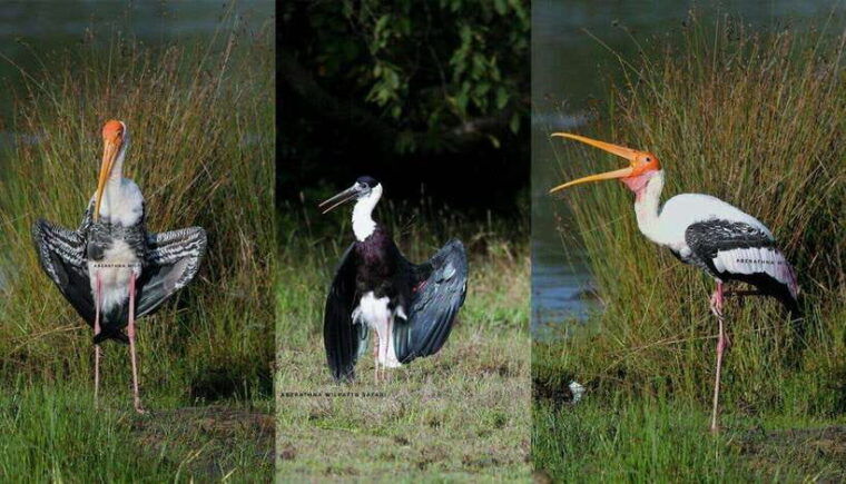 wilpattu-national-park-morning-or-evening-jeep-safari