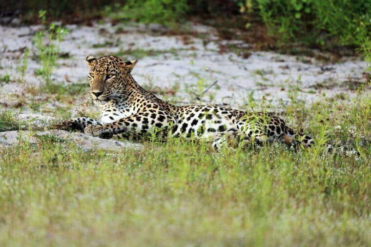 wilpattu-national-park-private-safari-12hrs