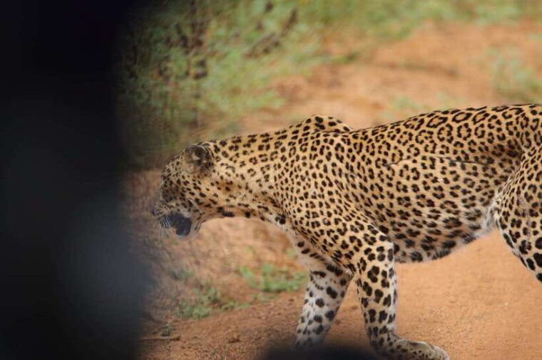 wilpattu-national-park-safari-guided-by-naturalist-ranger