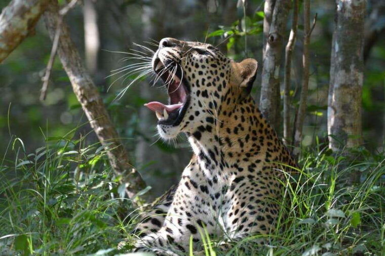 wilpattu-national-park-safari