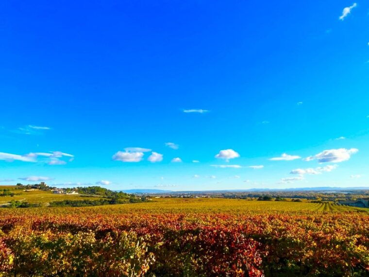 wine-tasting-in-chateauneuf-du-pape