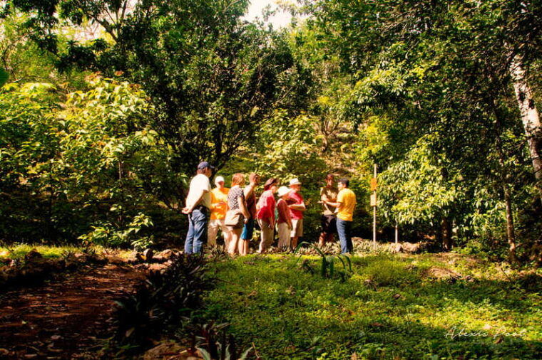 xkopek-mayan-bees-tour-and-honey-tasting-in-valladolid