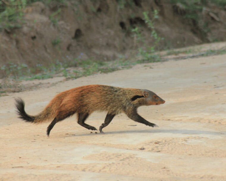 yala-national-park-7-hours-wildlife-safari-tour