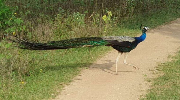 yala-national-park-half-day-or-full-day-leopard-safari-tour