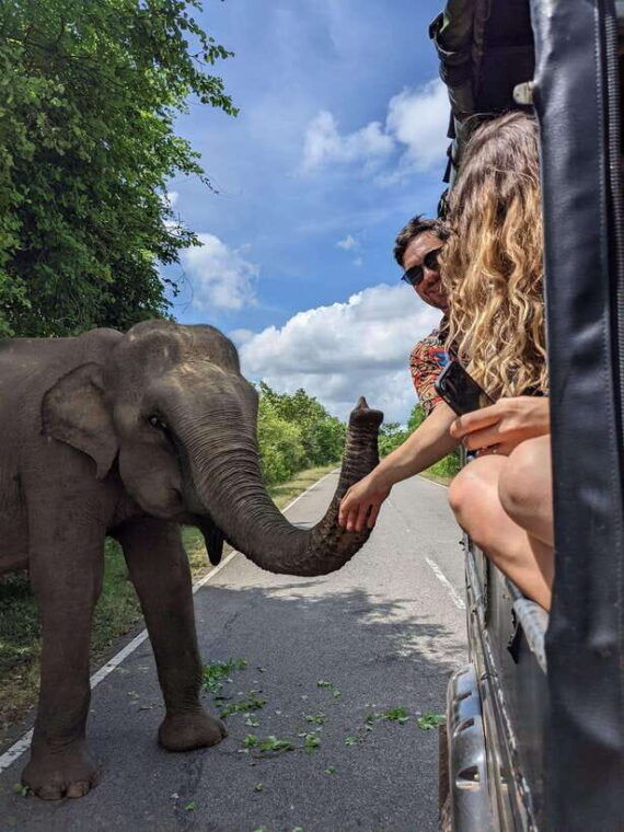 yala-national-park-half-day-or-full-day-safari-tours