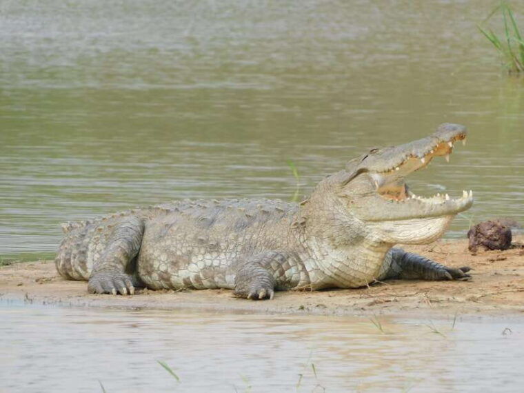 yala-national-park-safari-tours-half-day-full-day