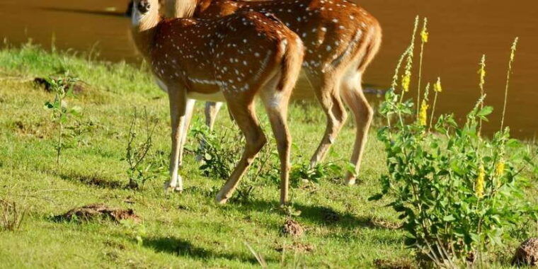 yala-national-park-wildlife-safari-from-bentota