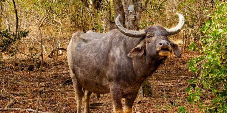 yala-national-park-wildlife-safari-from-mirissa