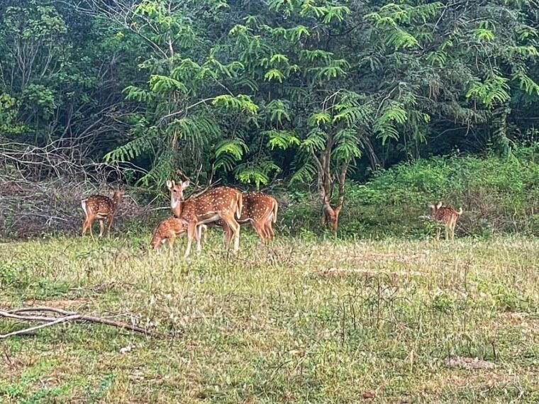 yala-private-safari-full-day-guided-by-a-professional