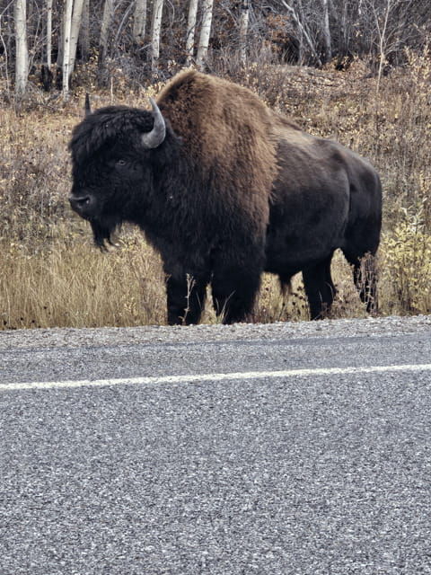 yellowknife-bison-highway-road-tour