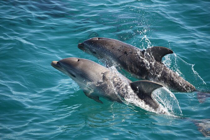 90 minute wildlife and scenic cruise - Key Points