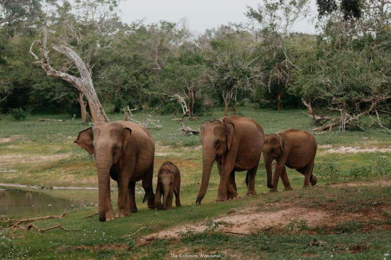 2-day-ella-and-yala-safari-tour-tour-from-colombo