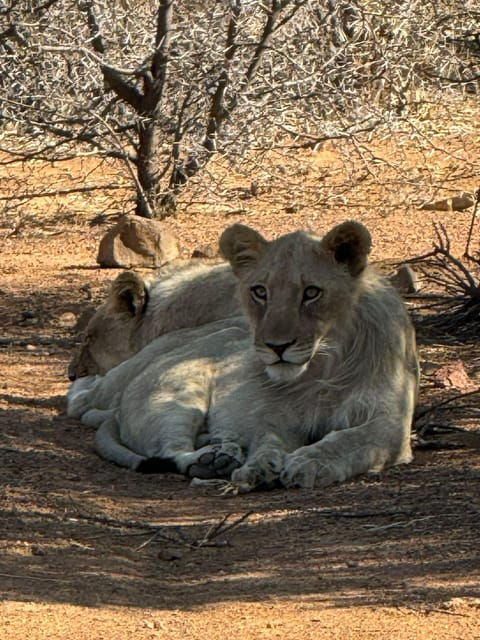 5-days-4-nights-safari-tour-in-madikwe-and-pilanersbeg